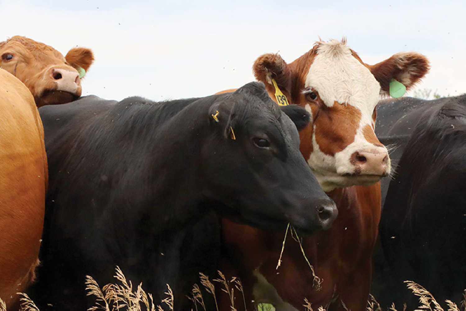 Livestock producers and livestock organizations have expressed concern about federal labelling that targets ground beef and pork as unhealthy.